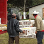 progetto galline ovaiole hermana tierra onlus portici Associazione di volontari laici e cristiani operante in Guatemala