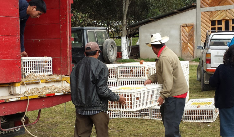 progetto galline ovaiole hermana tierra onlus portici Associazione di volontari laici e cristiani operante in Guatemala