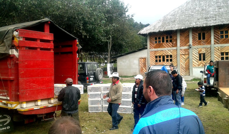 progetto galline ovaiole hermana tierra onlus portici Associazione di volontari laici e cristiani operante in Guatemala