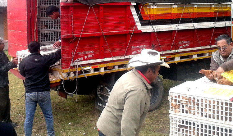 progetto galline ovaiole hermana tierra onlus portici Associazione di volontari laici e cristiani operante in Guatemala