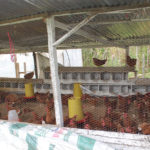 progetto galline ovaiole hermana tierra onlus portici Associazione di volontari laici e cristiani operante in Guatemala