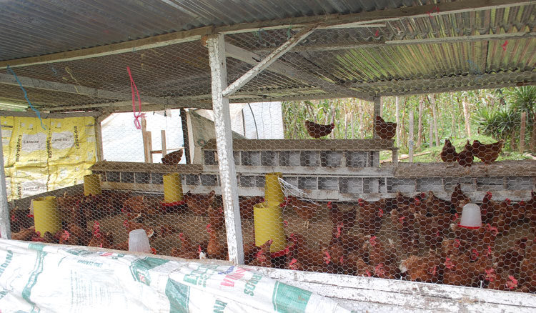 progetto galline ovaiole hermana tierra onlus portici Associazione di volontari laici e cristiani operante in Guatemala