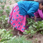 progetto orto comunitario hermana tierra onlus portici Associazione di volontari laici e cristiani operante in Guatemala