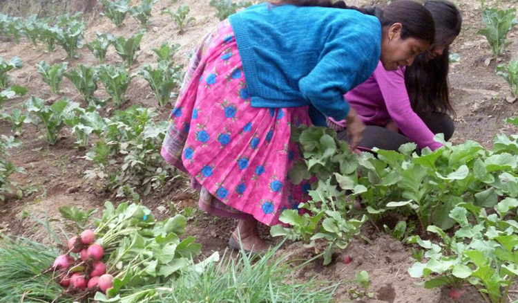 progetto orto comunitario hermana tierra onlus portici Associazione di volontari laici e cristiani operante in Guatemala