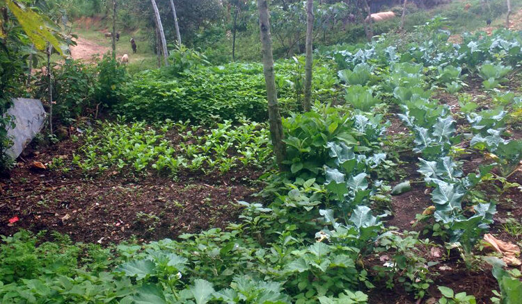 progetto orto comunitario hermana tierra onlus portici Associazione di volontari laici e cristiani operante in Guatemala