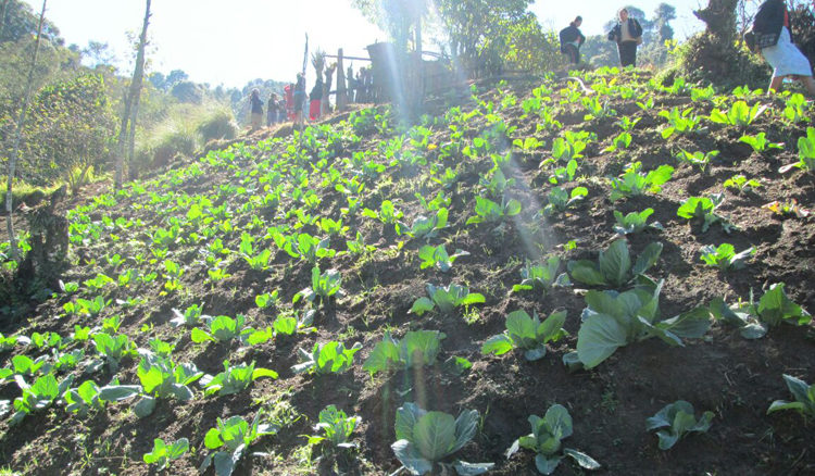 progetto orto comunitario hermana tierra onlus portici Associazione di volontari laici e cristiani operante in Guatemala