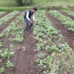 progetto orto comunitario hermana tierra onlus portici Associazione di volontari laici e cristiani operante in Guatemala