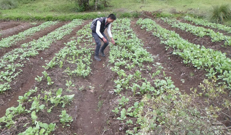 progetto orto comunitario hermana tierra onlus portici Associazione di volontari laici e cristiani operante in Guatemala