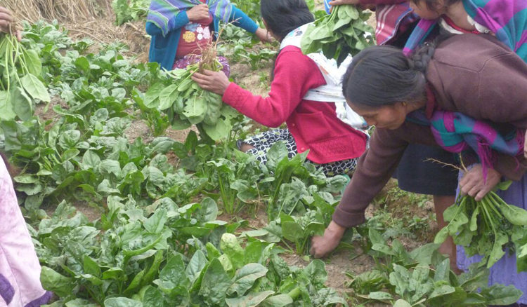 progetto orto comunitario hermana tierra onlus portici Associazione di volontari laici e cristiani operante in Guatemala