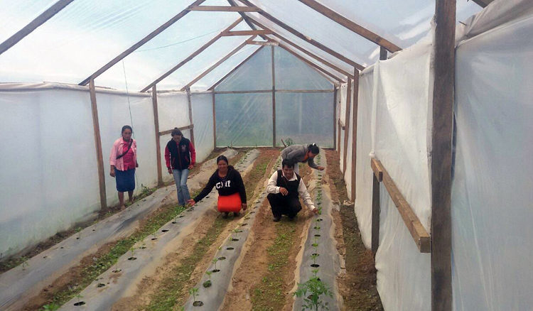 progetto serre hermana tierra onlus portici Associazione di volontari laici e cristiani operante in Guatemala