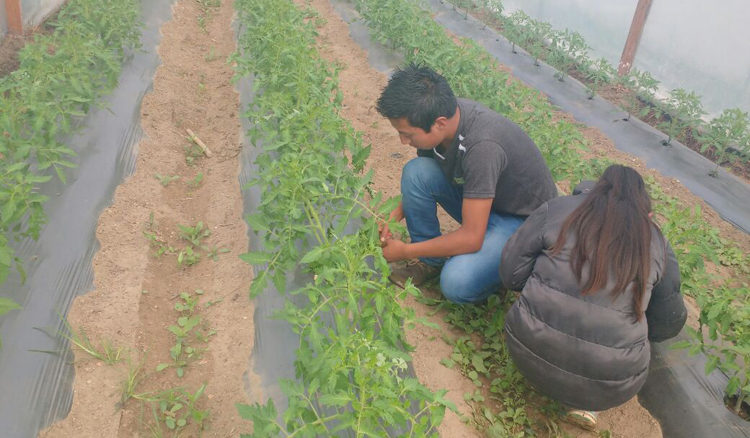 progetto serre hermana tierra onlus portici Associazione di volontari laici e cristiani operante in Guatemala