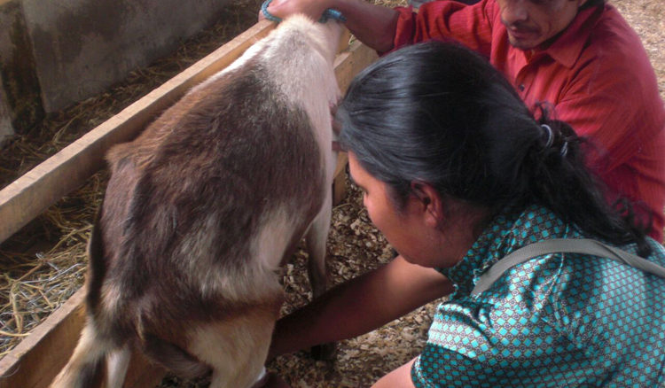 progetto allevamento capre hermana tierra onlus portici Associazione di volontari laici e cristiani operante in Guatemala