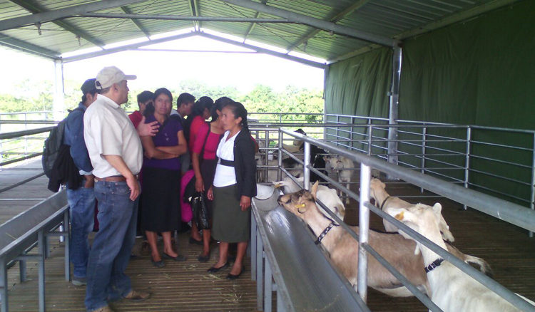 progetto allevamento capre hermana tierra onlus portici Associazione di volontari laici e cristiani operante in Guatemala