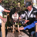 progetto allevamento capre hermana tierra onlus portici Associazione di volontari laici e cristiani operante in Guatemala