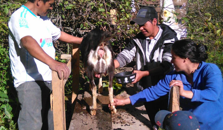 progetto allevamento capre hermana tierra onlus portici Associazione di volontari laici e cristiani operante in Guatemala