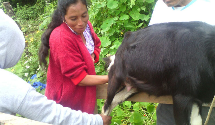 progetto allevamento capre hermana tierra onlus portici Associazione di volontari laici e cristiani operante in Guatemala