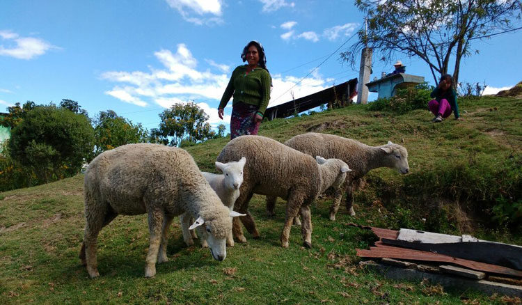 progetto allevamento pecore hermana tierra onlus portici Associazione di volontari laici e cristiani operante in Guatemala