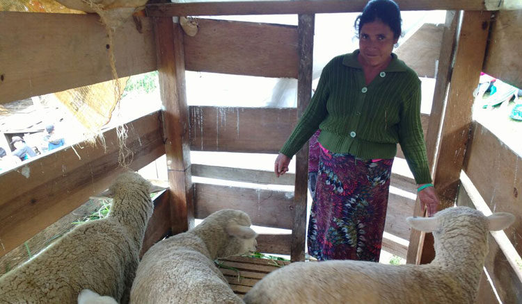 progetto allevamento pecore hermana tierra onlus portici Associazione di volontari laici e cristiani operante in Guatemala