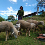 progetto allevamento pecore hermana tierra onlus portici Associazione di volontari laici e cristiani operante in Guatemala