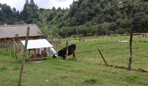fattoria autosostenibile hermana tierra onlus portici Associazione di volontari laici e cristiani operante in Guatemala
