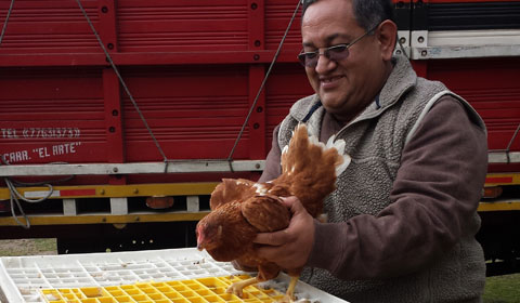 progetto galline ovaiole hermana tierra onlus portici Associazione di volontari laici e cristiani operante in Guatemala